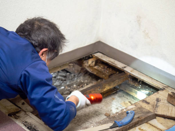Best Mold Damage Repair  in Lake Meade, PA