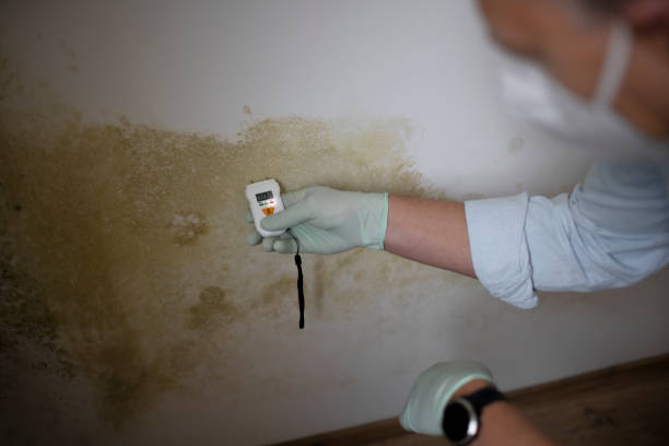 Best Black Mold Removal  in Lake Meade, PA