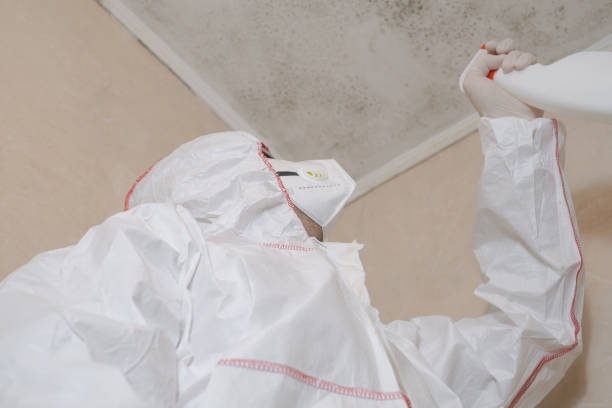Best Toxic Mold Removal  in Lake Meade, PA