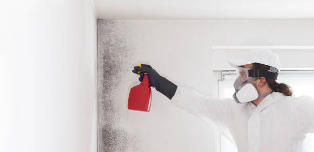 Best Attic Mold Removal  in Lake Meade, PA