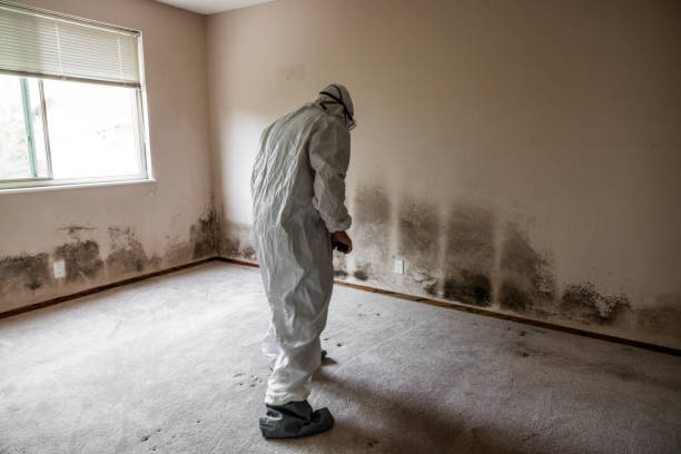 Mold Removal Process in Lake Meade, PA