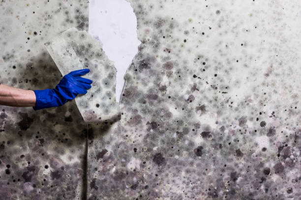 Best Certified Mold Removal  in Lake Meade, PA